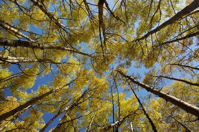 Aspens