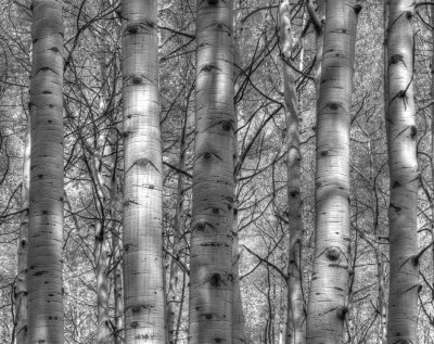 Aspens