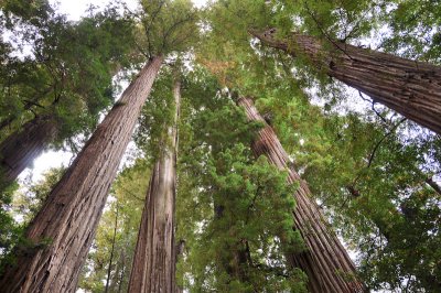 14_Redwoods.jpg