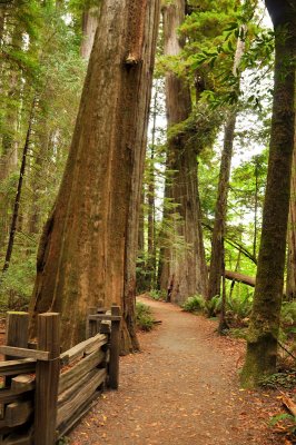 15_Redwoods.jpg