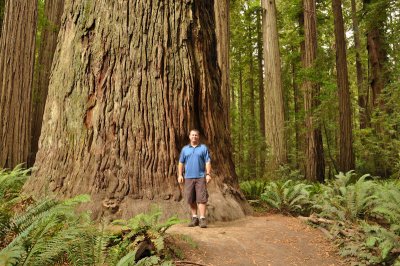 17_Redwoods.jpg