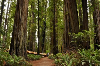 18_Redwoods.jpg