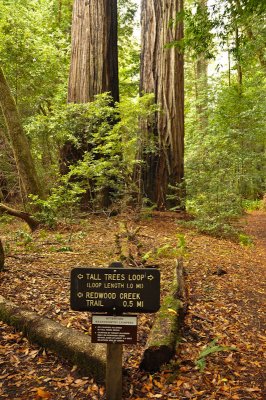 20_Redwoods.jpg