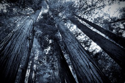 21_Redwoods.jpg