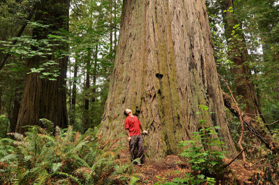 22_Redwoods.jpg
