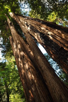 27_Redwoods.jpg