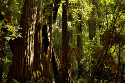 28_Redwoods.jpg