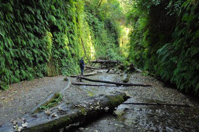 31_Fern Canyon.jpg