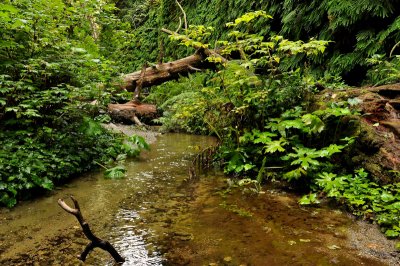 32_Fern Canyon.jpg