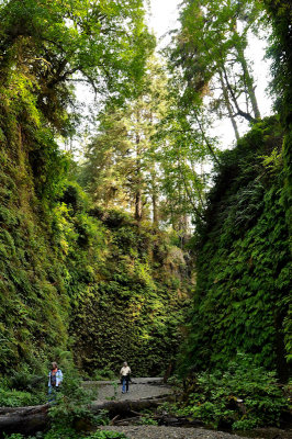 33_Fern Canyon.jpg