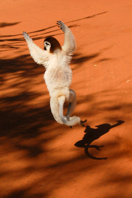 Verreaux Sifaka, Berenty Reserve