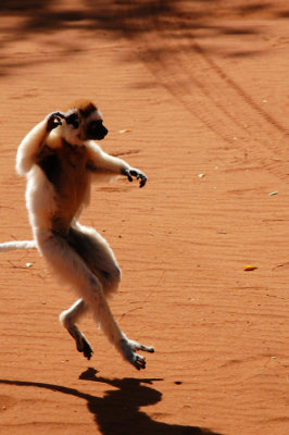 Verreaux Sifaka, Berenty Reserve