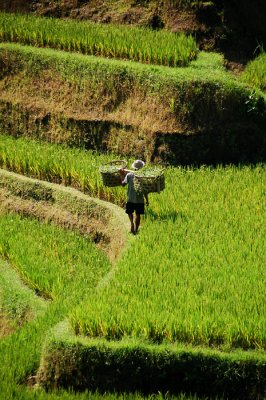 Rice terraces, Bali