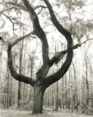 wormsloe tree