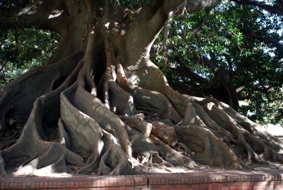 Tree in Buenos Aires