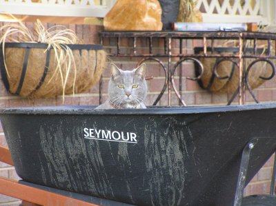 Too bad the cat's name isn't Seymour.