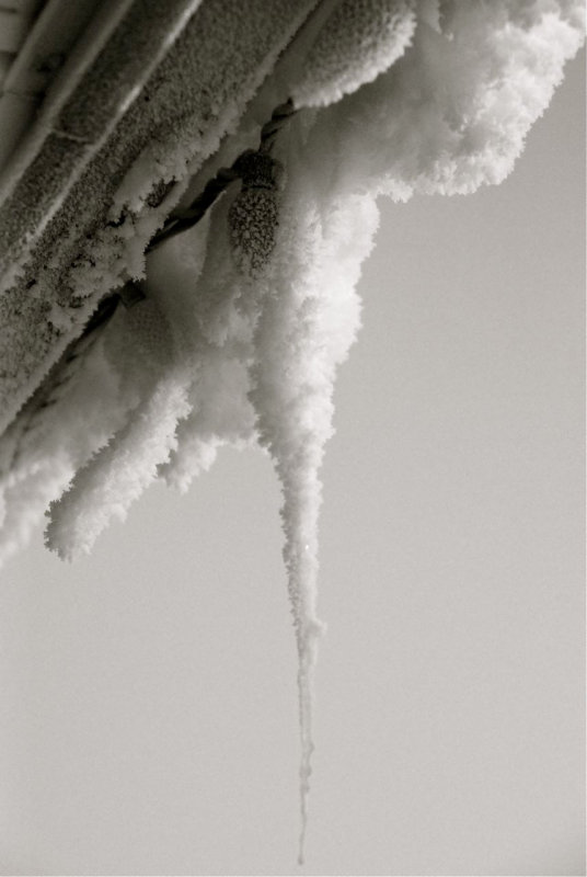 frosted icicle