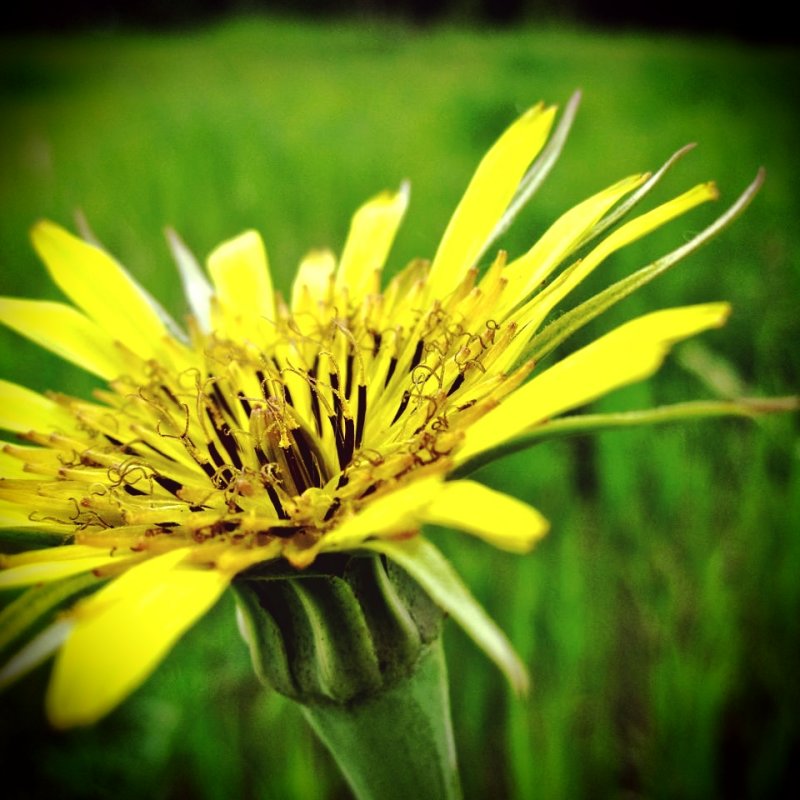 wildflower yellow