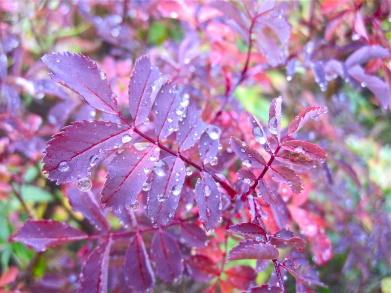 mauve droplets