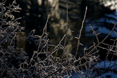 frost study 2