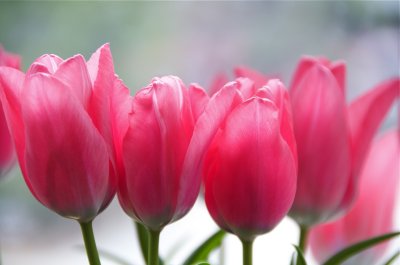 tulip blush