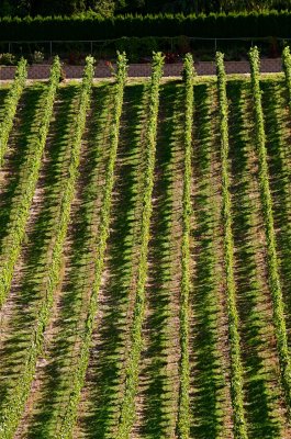 Naramata vineyard