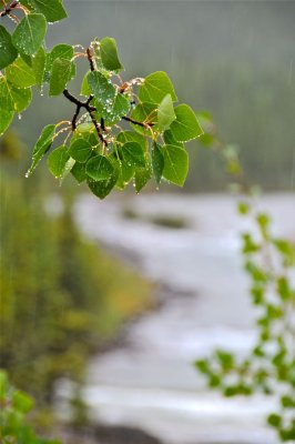 wet leaves