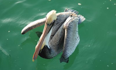 Pelican Antics