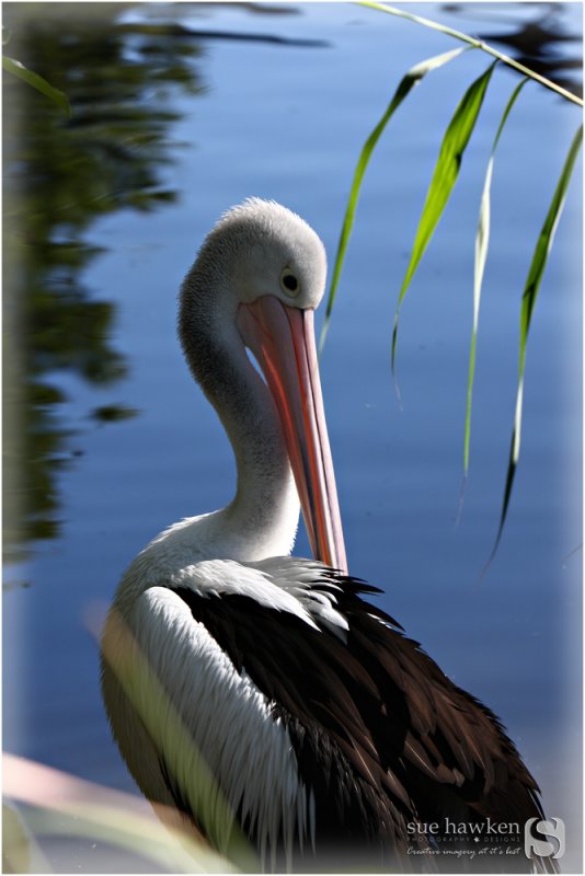 Pelican