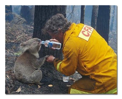Bushfires and a thirsty Koala