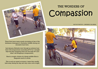 Wonders of compassion