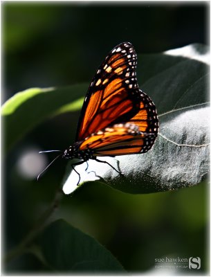 Butterfly - orange