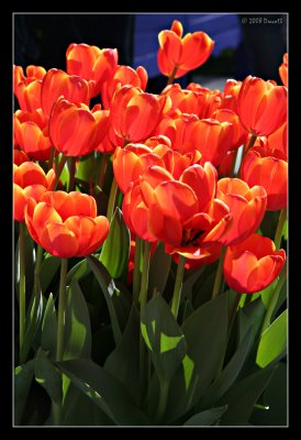 Orange Tulips.jpg