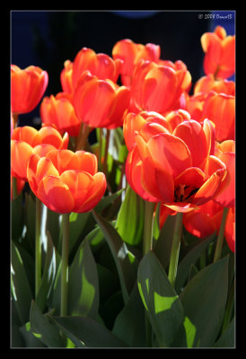 Orange Tulips 2