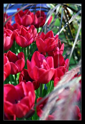 Pink Tulips