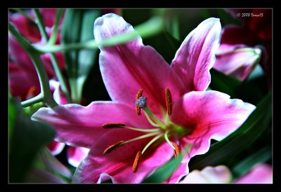 Pink Oriental Lilly