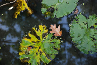 DSC_1101.JPG