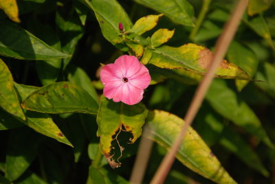 DSC_1139.JPG
