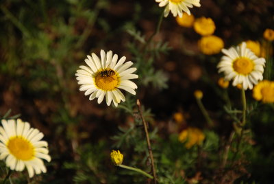 DSC_1140.JPG