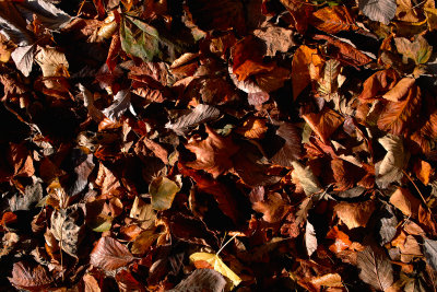 SDIM0005.jpg