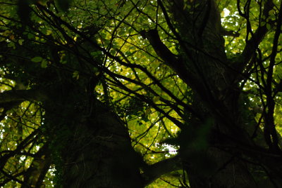 DSC_1247.JPG