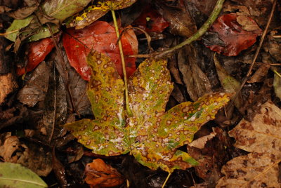 DSC_1282.JPG
