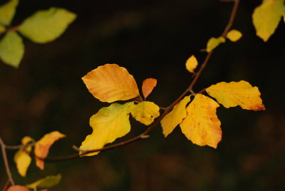 DSC_1341.JPG