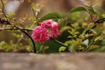 DSC_1504.JPG