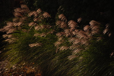 DSC_2279.JPG