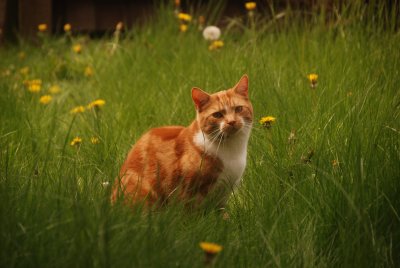 DSC_4001.JPG