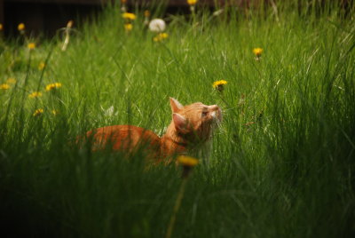 DSC_4035.JPG