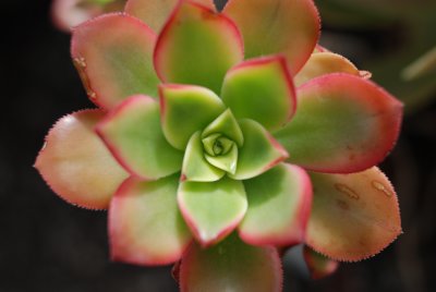 DSC_4932.JPG