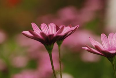 DSC_4942.JPG