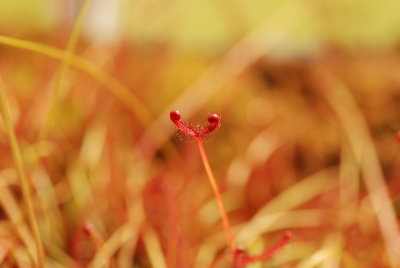 DSC_4973.JPG